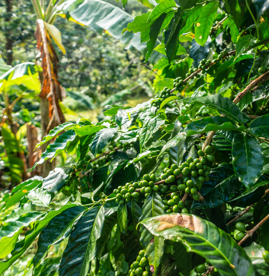 Estate Arte (Coffee Estate)