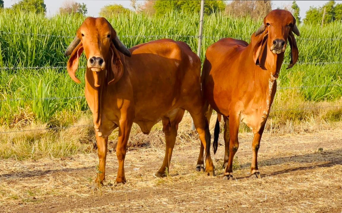 Gir Cow Dairy Farming