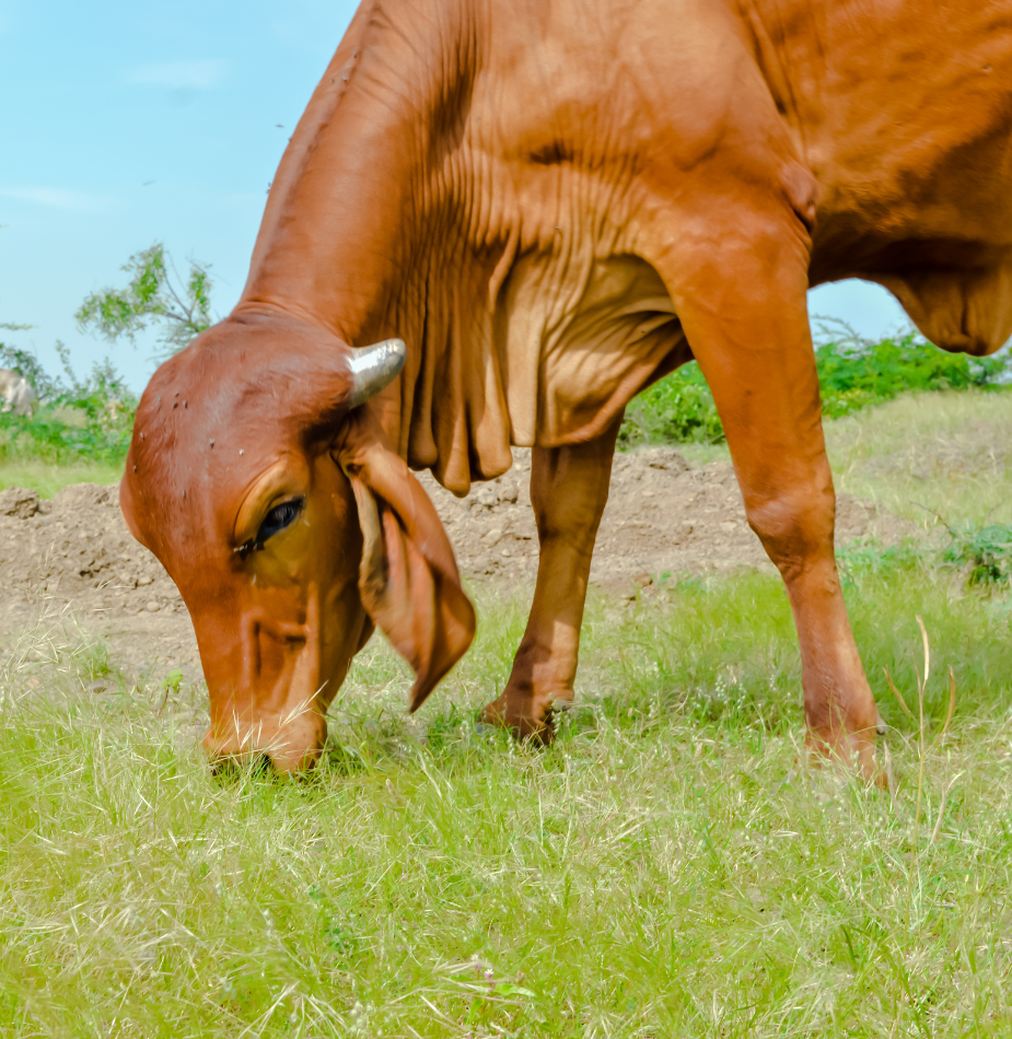 Gir Cow Dairy Farming