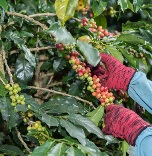 Estate Arte (Coffee Estate)