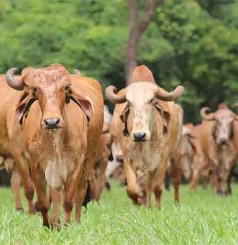 Gir Cow Dairy Farming