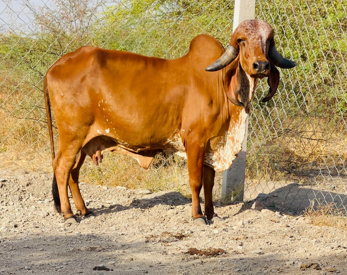 Gir Cow Dairy Farming
