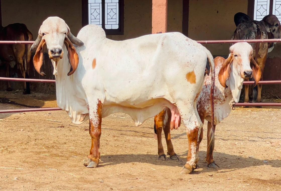 Gir Cow Dairy Farming