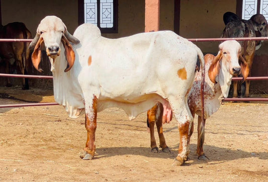 Gir Cow Dairy Farming