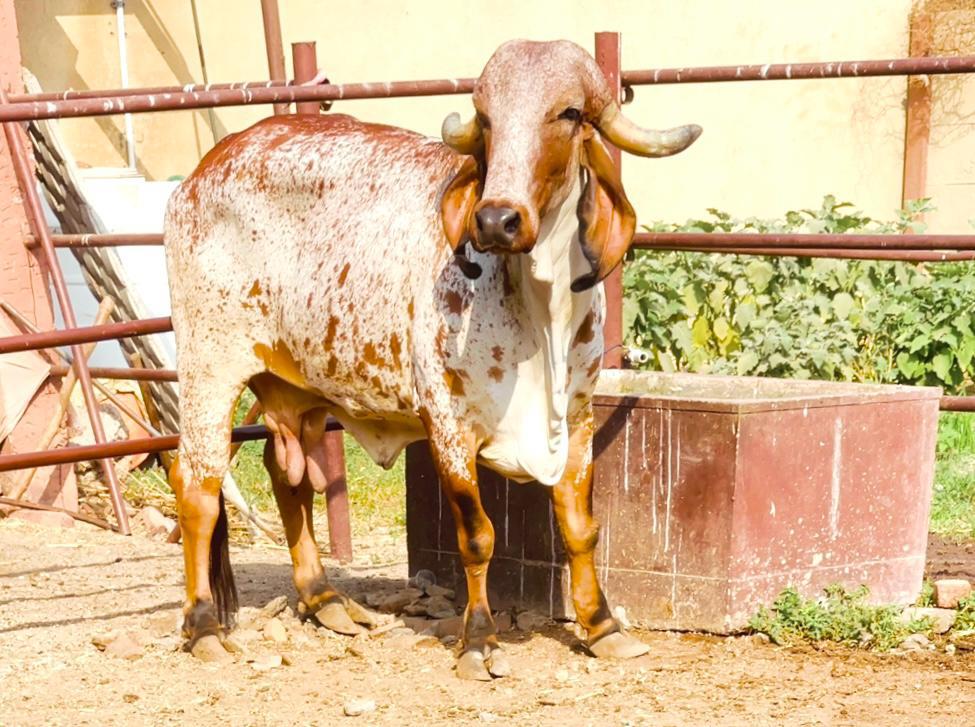 Gir Cow Dairy Farming